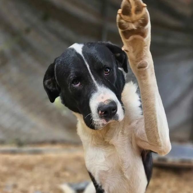 Great pyrenees best sale bulldog mix