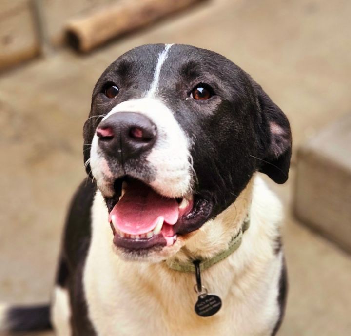 Great pyrenees american bulldog clearance mix