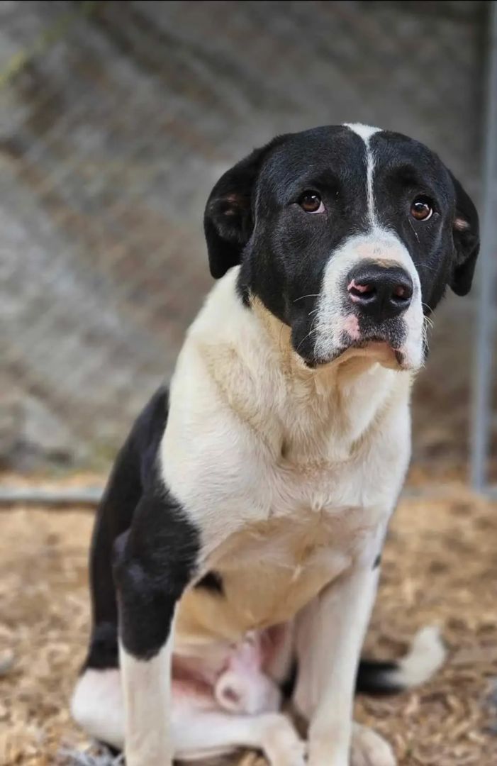 Great pyrenees best sale american bulldog mix