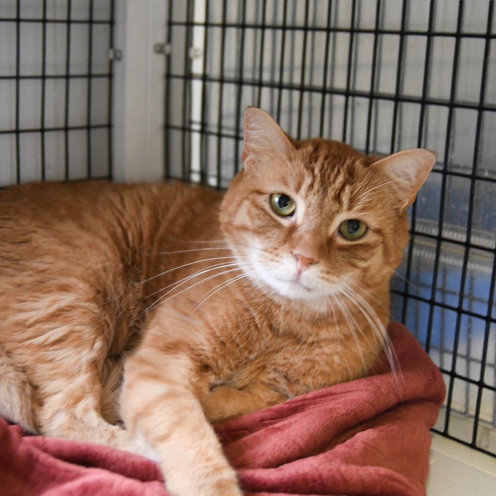 Cat for adoption - Buddy Holly, a Domestic Short Hair in Ewing, NJ ...