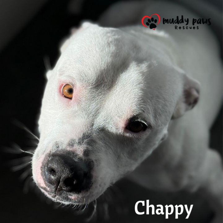 Chappy 3