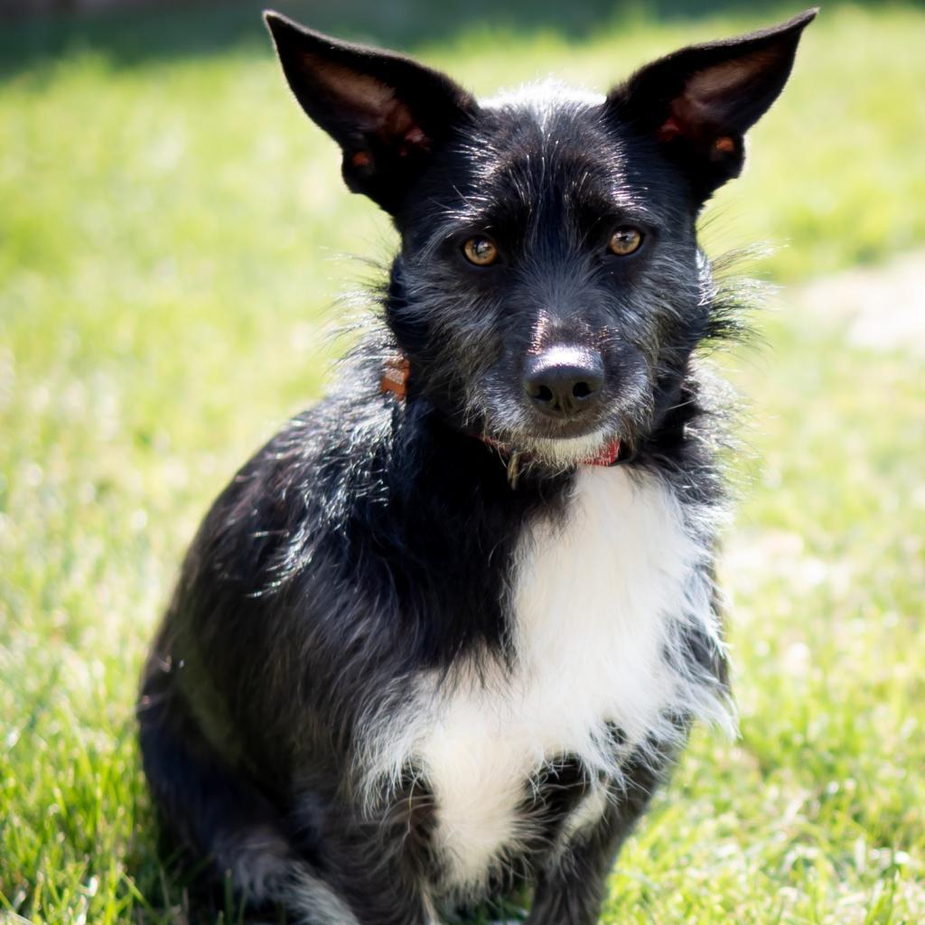 Walter P. Ascot, III, an adoptable Terrier, Mixed Breed in Wichita, KS, 67208 | Photo Image 1