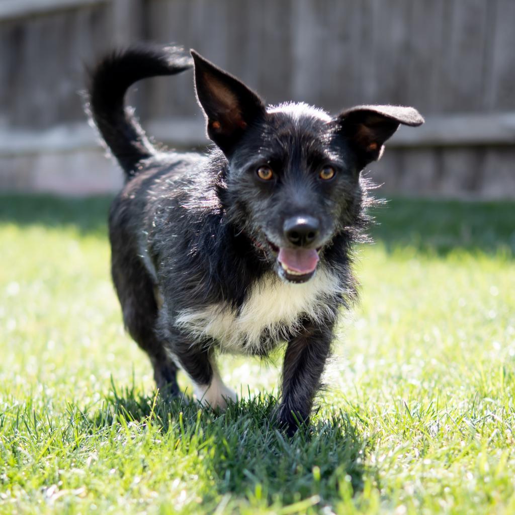 Walter P. Ascot, III, an adoptable Terrier, Mixed Breed in Wichita, KS, 67208 | Photo Image 2