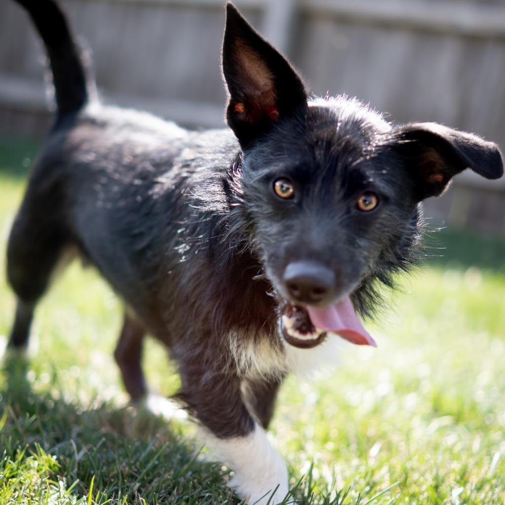 Walter P. Ascot, III, an adoptable Terrier, Mixed Breed in Wichita, KS, 67208 | Photo Image 3