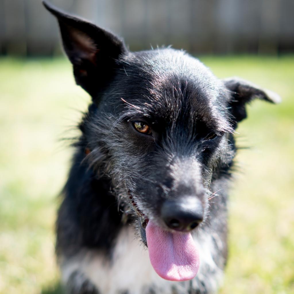 Walter P. Ascot, III, an adoptable Terrier, Mixed Breed in Wichita, KS, 67208 | Photo Image 4