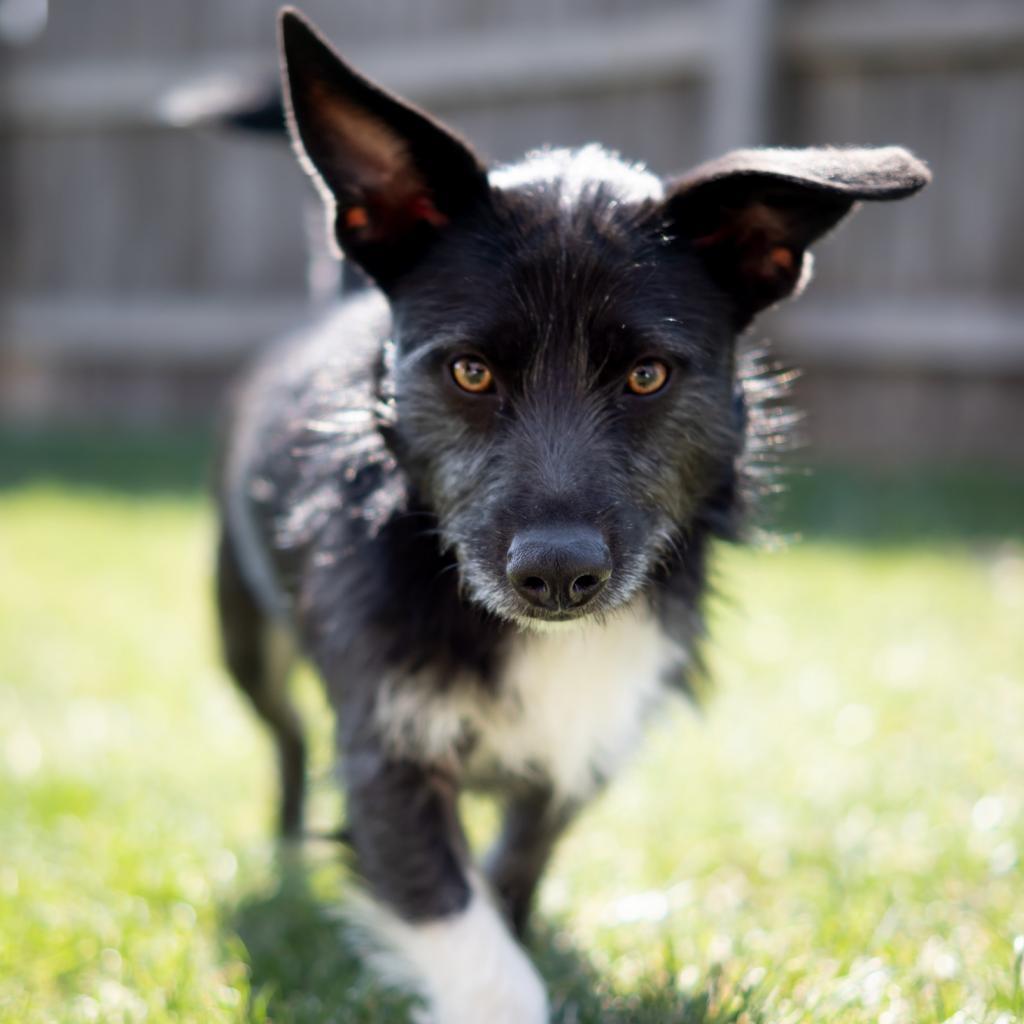 Walter P. Ascot, III, an adoptable Terrier, Mixed Breed in Wichita, KS, 67208 | Photo Image 5