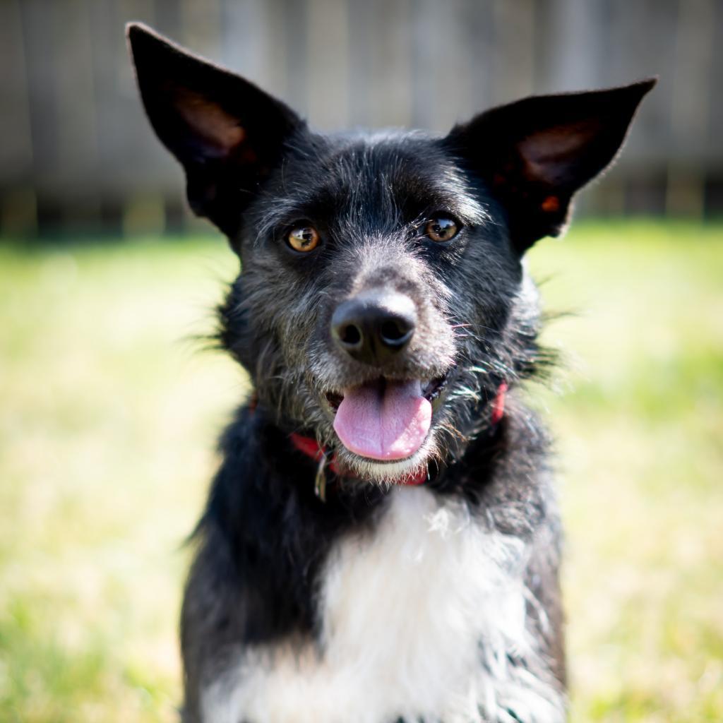 Walter P. Ascot, III, an adoptable Terrier, Mixed Breed in Wichita, KS, 67208 | Photo Image 6