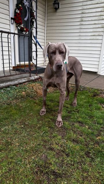 Manny, an adopted Weimaraner in Charlestown, IN_image-1