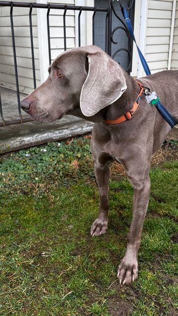 Manny, an adopted Weimaraner in Charlestown, IN_image-3