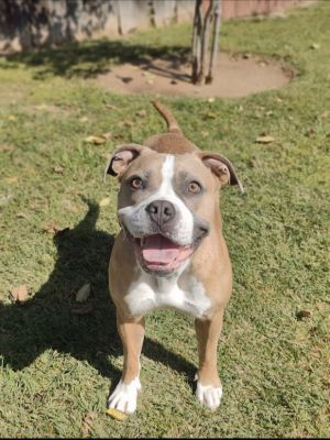 Pickles, Adult Female unknown
