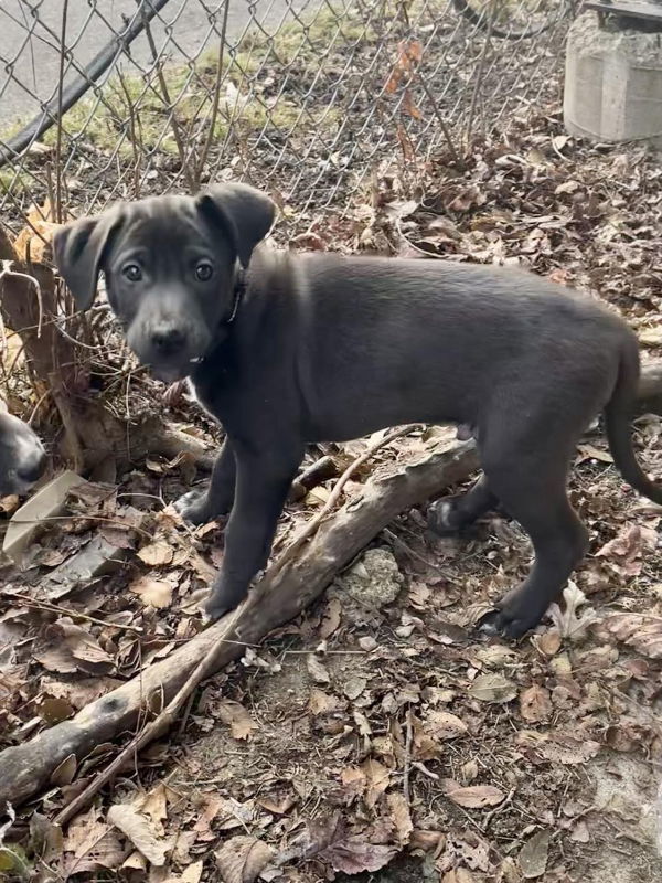 Yukon - Misfit Toys, an adoptable Labrador Retriever, Border Collie in Wyoming, MI, 49548 | Photo Image 1