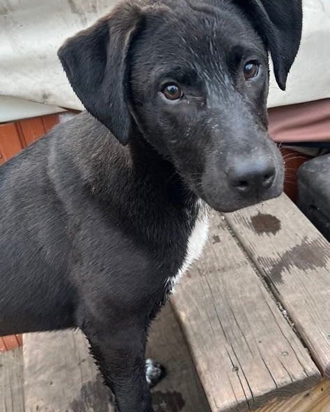 Yukon - Misfit Toys, an adoptable Labrador Retriever, Border Collie in Wyoming, MI, 49548 | Photo Image 2