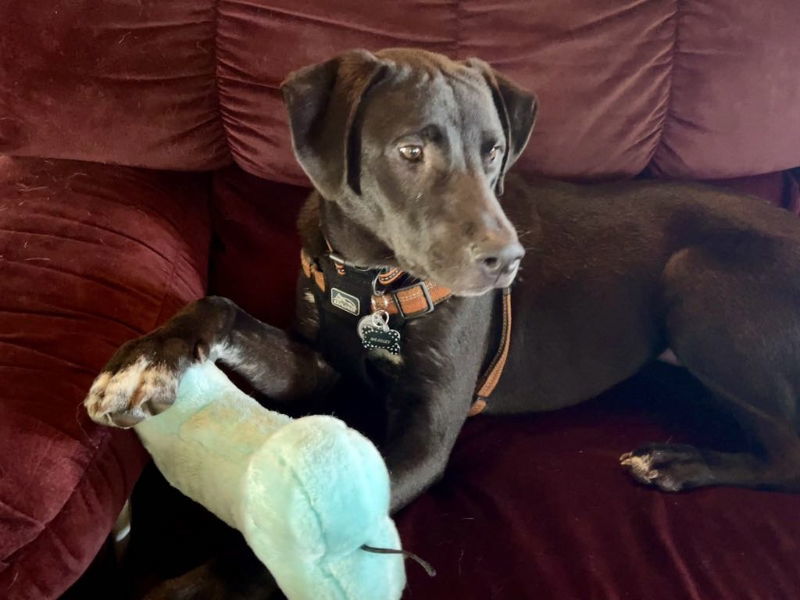 Yukon - Misfit Toys, an adoptable Labrador Retriever, Border Collie in Wyoming, MI, 49548 | Photo Image 3