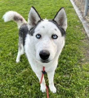 SPARKS Siberian Husky Dog