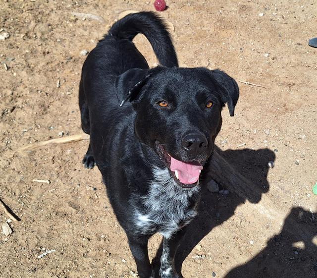 ELF, an adoptable Labrador Retriever, Mixed Breed in Albuquerque, NM, 87121 | Photo Image 1