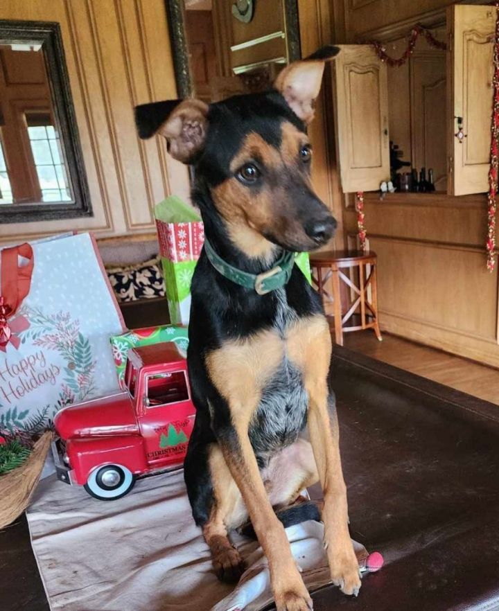 Manchester terrier best sale doberman mix