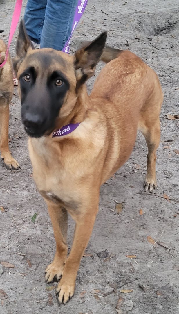 Belgian sales malinois petfinder