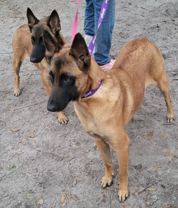 Petfinder best sale belgian malinois