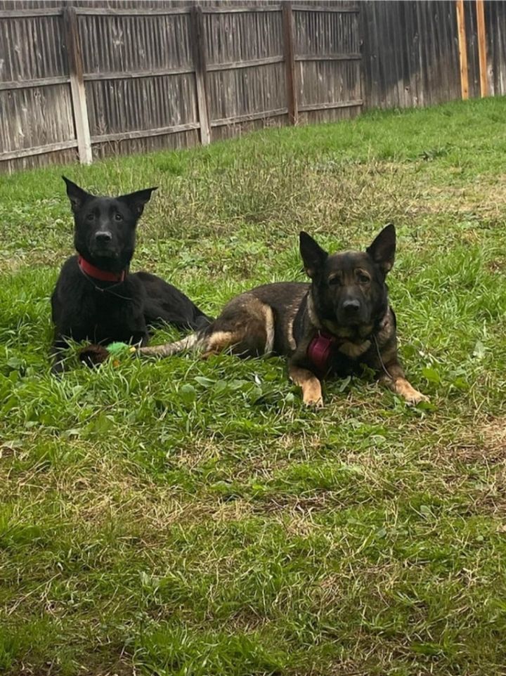 Dog for adoption Luna, a Shepherd in Bothell, WA Petfinder