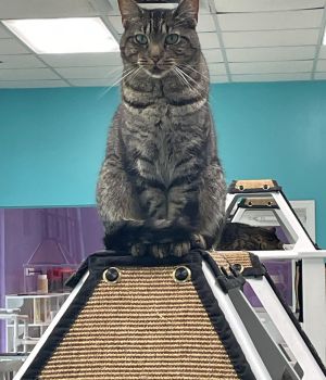 Firecracker Domestic Short Hair Cat