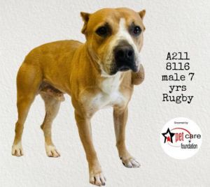 RUGBY Pit Bull Terrier Dog