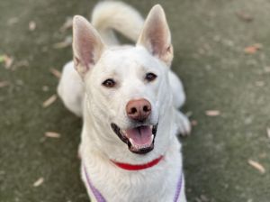 CASPER German Shepherd Dog Dog