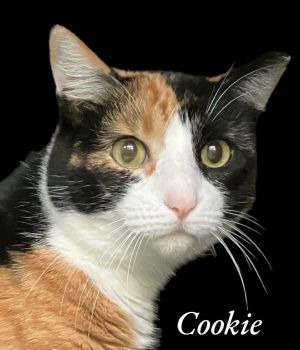 Cookie Calico Cat