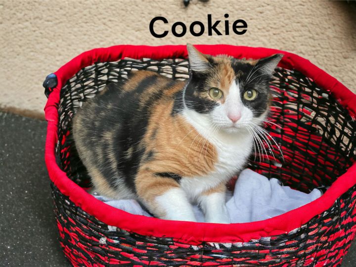 Cookie 3