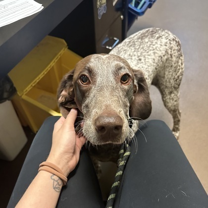 German shorthaired pointer puppies hot sale wisconsin