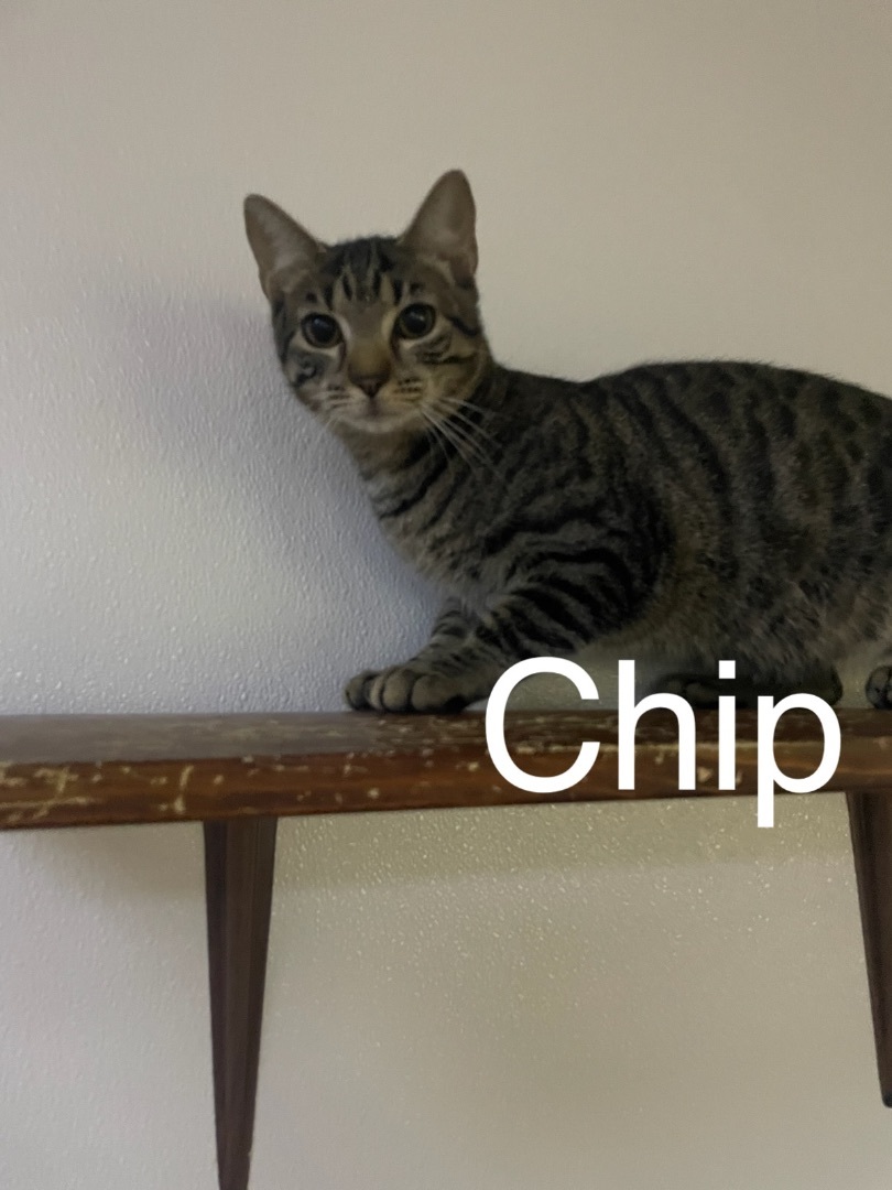 Cat for adoption - Chip, a Domestic Short Hair in Mauston, WI | Petfinder