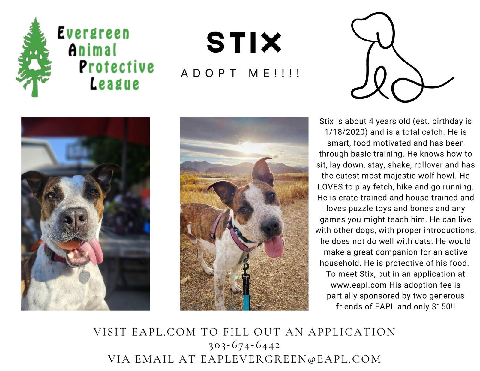 Stix, an adoptable Australian Cattle Dog / Blue Heeler, Cattle Dog in Evergreen, CO, 80437 | Photo Image 1