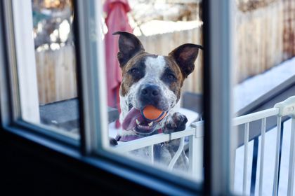 Stix, an adoptable Australian Cattle Dog / Blue Heeler, Cattle Dog in Evergreen, CO, 80437 | Photo Image 1