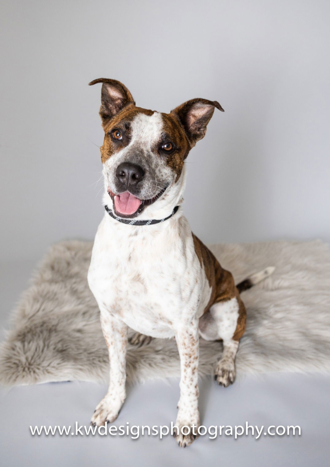 Stix, an adoptable Australian Cattle Dog / Blue Heeler, Cattle Dog in Evergreen, CO, 80437 | Photo Image 1