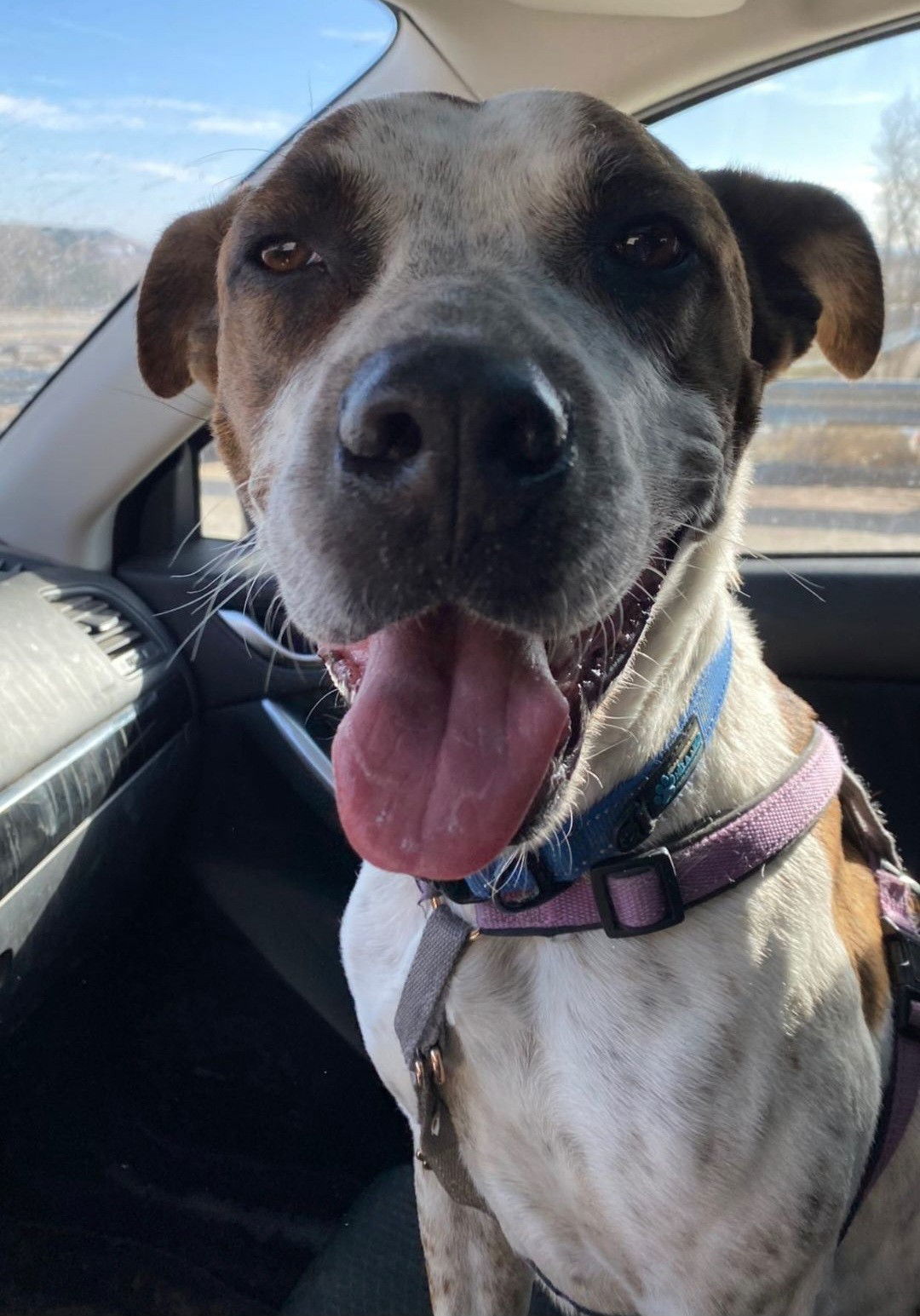 Stix Sponsored Adoption Fee, an adoptable Cattle Dog, Australian Cattle Dog / Blue Heeler in Evergreen, CO, 80437 | Photo Image 1
