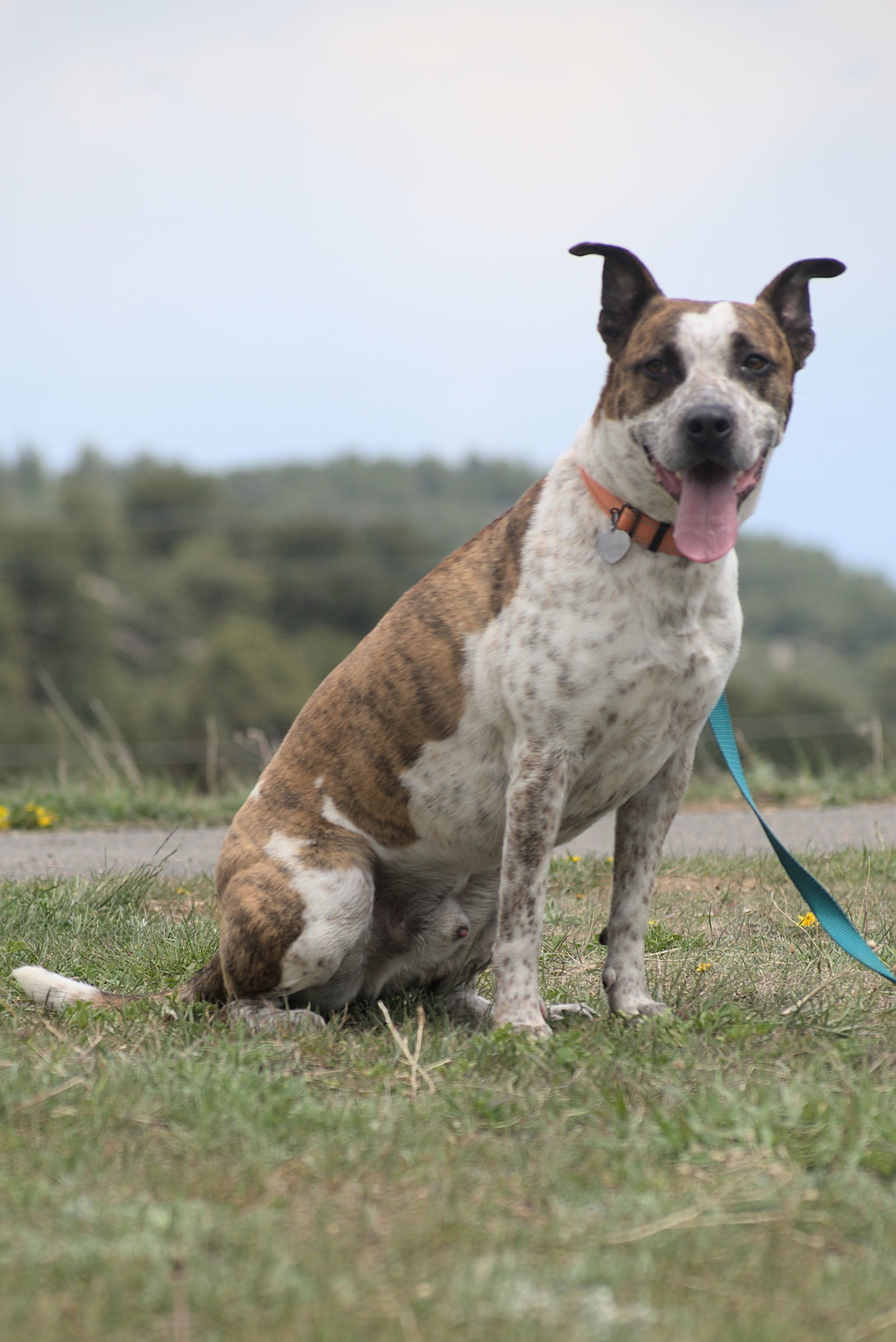 Stix, an adoptable Australian Cattle Dog / Blue Heeler, Cattle Dog in Evergreen, CO, 80437 | Photo Image 2