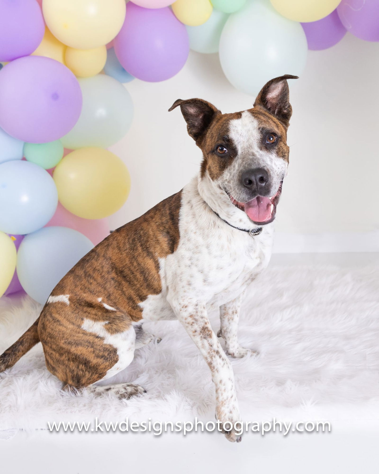 Stix, an adoptable Australian Cattle Dog / Blue Heeler, Cattle Dog in Evergreen, CO, 80437 | Photo Image 2