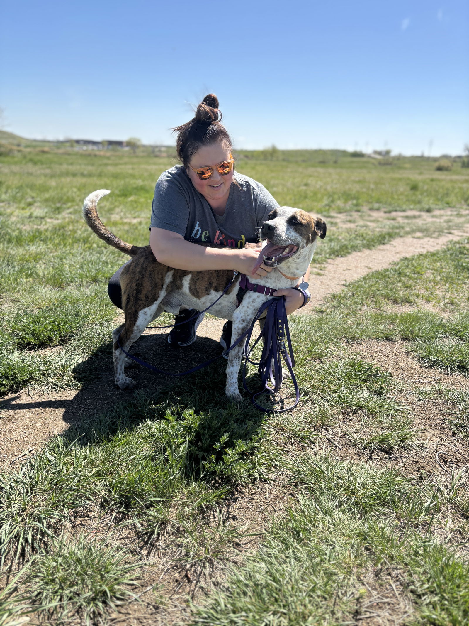 Stix Summertime Sponsor, an adoptable Cattle Dog, Australian Cattle Dog / Blue Heeler in Evergreen, CO, 80437 | Photo Image 2
