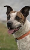 Stix Sponsored Adoption Fee photo 2