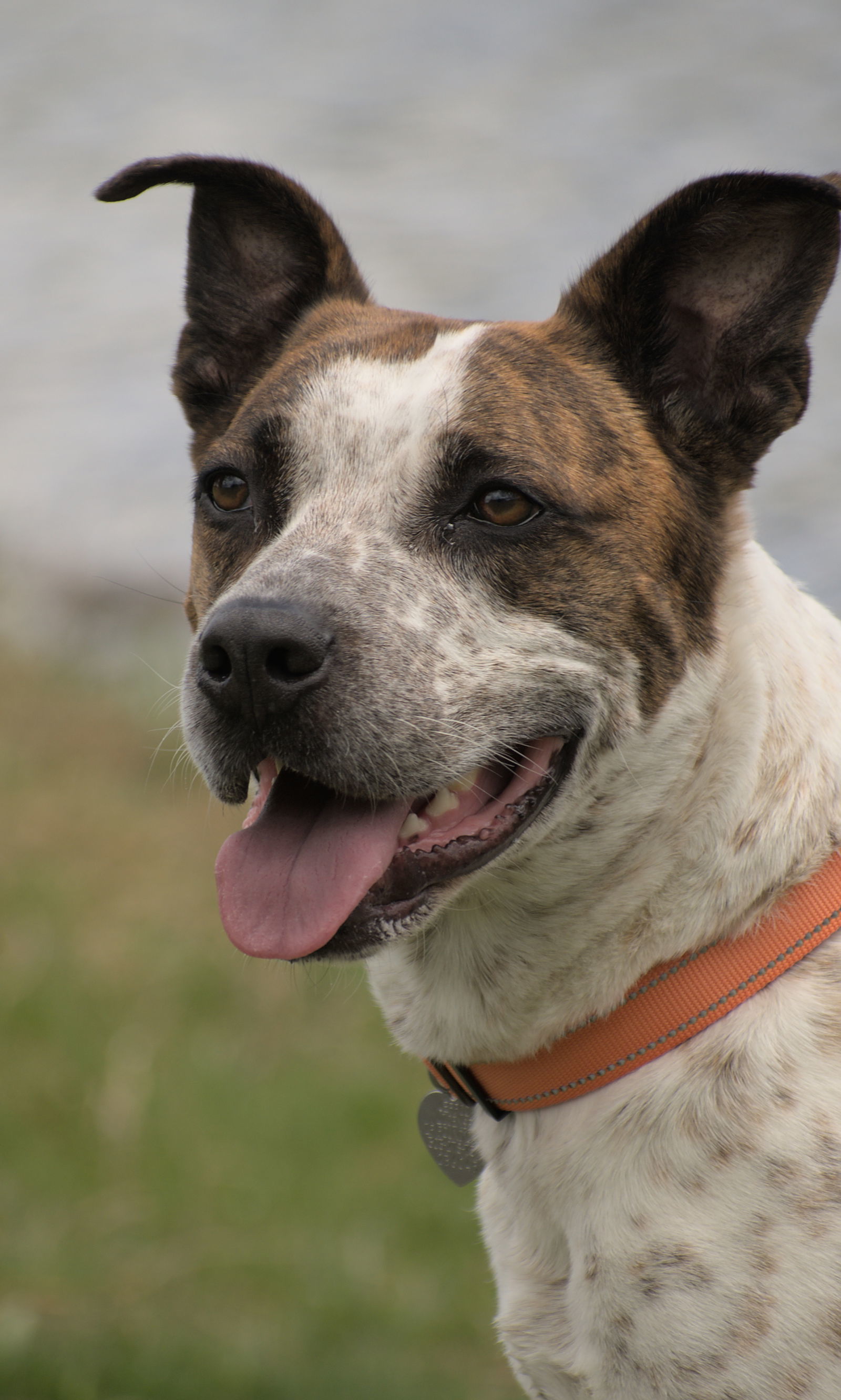 Stix Sponsored Adoption Fee, an adoptable Cattle Dog, Australian Cattle Dog / Blue Heeler in Evergreen, CO, 80437 | Photo Image 2