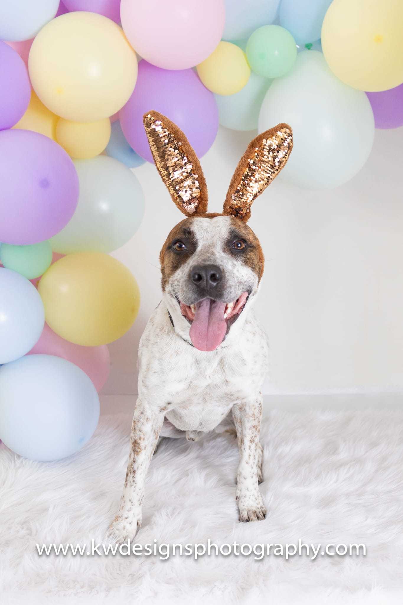 Stix, an adoptable Australian Cattle Dog / Blue Heeler, Cattle Dog in Evergreen, CO, 80437 | Photo Image 3