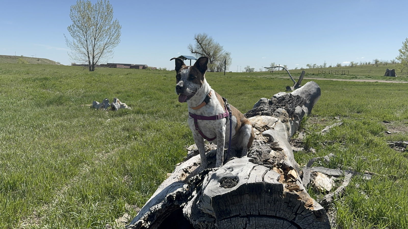 Stix Summertime Sponsor, an adoptable Cattle Dog, Australian Cattle Dog / Blue Heeler in Evergreen, CO, 80437 | Photo Image 3