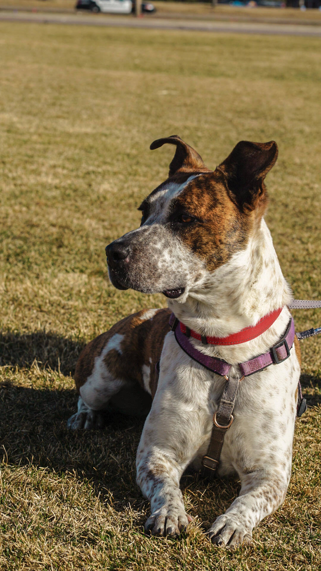 Stix Sponsored Adoption Fee, an adoptable Cattle Dog, Australian Cattle Dog / Blue Heeler in Evergreen, CO, 80437 | Photo Image 3