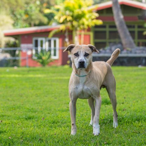 Bud, an adoptable Mixed Breed in Kailua Kona, HI, 96740 | Photo Image 2