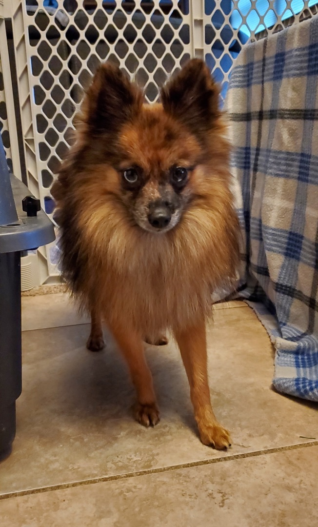 Petfinder pomeranian sales