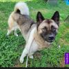 Available - Big East Akita Rescue