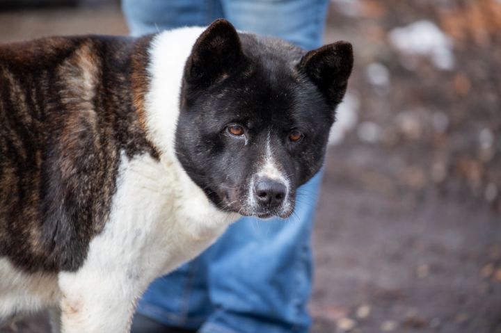 Annette, an adoptable Akita in Toms River, NJ_image-6