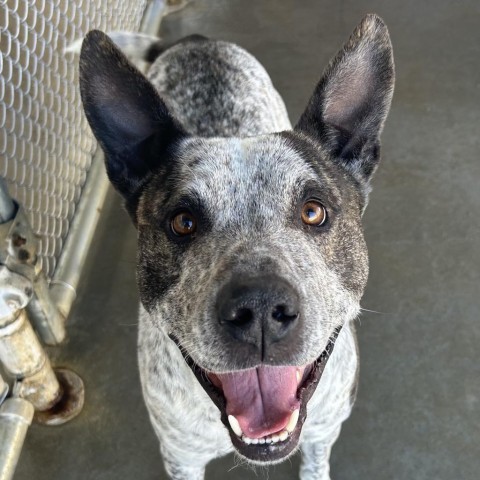 Dexter Australian Cattle Dog