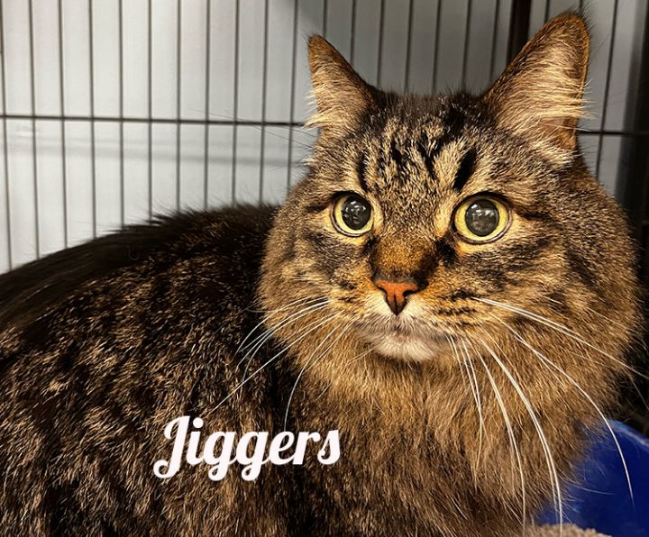 Cat for adoption Jiggers, a Domestic Long Hair in Manistee, MI
