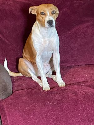Bella, Young Female Boxer