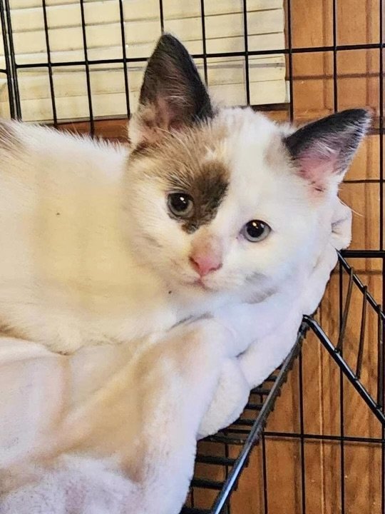 Cat for adoption - Latte Napa MC, a Siamese in Vallejo, CA